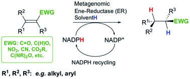 Graphical abstract: Metagenomic ene-reductases for the bioreduction of sterically challenging enones