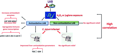 Graphical abstract: Lactic acid bacteria exhibit similar antioxidant capacities in Caenorhabditis elegans- and Campylobacter jejuni-infected mice