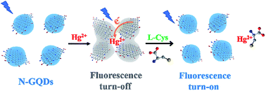 Graphical abstract: Gram-scale synthesis of nitrogen doped graphene quantum dots for sensitive detection of mercury ions and l-cysteine