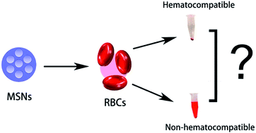 Graphical abstract: Synthesis and compatibility evaluation of versatile mesoporous silica nanoparticles with red blood cells: an overview