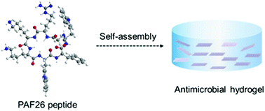Graphical abstract: An injectable molecular hydrogel assembled by antimicrobial peptide PAF26 for antimicrobial application