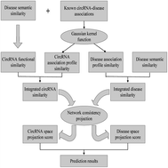 Graphical abstract: NCPCDA: network consistency projection for circRNA–disease association prediction