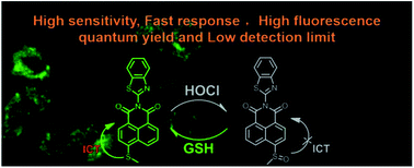 Graphical abstract: A simple sensor based on 1,8-naphthalimide with large Stokes shift for detection of hypochlorous acid in living cells