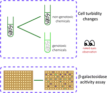 Graphical abstract: Qualitative and quantitative assessment of genotoxins using SRRz lysis reporter under the control of a newly designed SOS responsive promoter in Escherichia coli