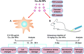 Graphical abstract: Cu2−xSe nanoparticles (Cu2−xSe NPs) mediated neurotoxicity via oxidative stress damage in PC-12 cells and BALB/c mice