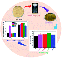 Graphical abstract: Enhanced osteogenesis of mesenchymal stem cells on electrospun cellulose nanocrystals/poly(ε-caprolactone) nanofibers on graphene oxide substrates