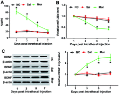 Graphical abstract: Retracted Article: Upregulation of miR-26b alleviates morphine tolerance by inhibiting BDNF via Wnt/β-catenin pathway in rats