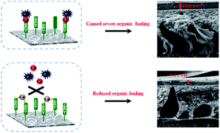 Graphical abstract: New insights into the organic fouling mechanism of an in situ Ca2+ modified thin film composite forward osmosis membrane