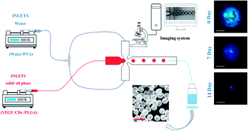 Graphical abstract: Microfluidic synthesis of PLGA/carbon quantum dot microspheres for vascular endothelial growth factor delivery