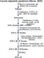 Graphical abstract: Retracted Article: Anti-inflammatory potency of Locusta migratoria manilensis cyclopeptides in mast cells and macrophages