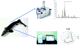 Graphical abstract: Analysis of volatile compounds in fresh sturgeon with different preservation methods using electronic nose and gas chromatography/mass spectrometry