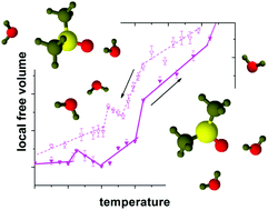 Graphical abstract: Microstructural free volume and dynamics of cryoprotective DMSO–water mixtures at low DMSO concentration