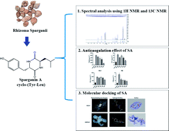 Graphical abstract: Sparganin A alleviates blood stasis syndrome and its key targets by molecular docking