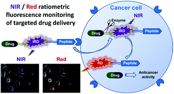 Graphical abstract: Theranostic system for ratiometric fluorescence monitoring of peptide-guided targeted drug delivery