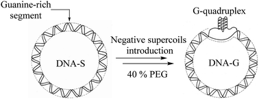 Graphical abstract: Formation of G-quadruplex structure in supercoiled DNA under molecularly crowded conditions