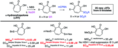 Graphical abstract: Divergent synthesis of a thiolate-based α-hydroxytropolone library with a dynamic bioactivity profile