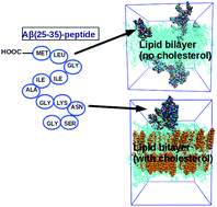 Graphical abstract: Modelling of interactions between Aβ(25–35) peptide and phospholipid bilayers: effects of cholesterol and lipid saturation