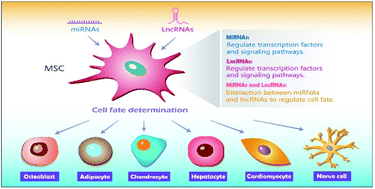 Graphical abstract: MicroRNAs and long noncoding RNAs: new regulators in cell fate determination of mesenchymal stem cells
