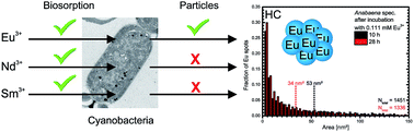 Graphical abstract: Cyanobacterial promoted enrichment of rare earth elements europium, samarium and neodymium and intracellular europium particle formation