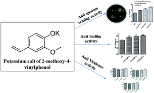 Graphical abstract: Potassium 2-methoxy-4-vinylphenolate: a novel hit exhibiting quorum-sensing inhibition in Pseudomonas aeruginosa via LasIR/RhlIR circuitry