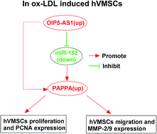 Graphical abstract: Retracted Article: Knockdown of long non-coding RNA OIP5-AS1 suppresses cell proliferation and migration in ox-LDL-induced human vascular smooth muscle cells (hVMSCs) through targeting miR-152-3p/PAPPA axis