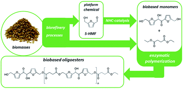 Graphical abstract: Enzymatic synthesis of biobased aliphatic–aromatic oligoesters using 5,5′-bis(hydroxymethyl)furoin as a building block
