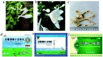 Graphical abstract: Hosta plantaginea (Lam.) Aschers (Yuzan): an overview on its botany, traditional use, phytochemistry, quality control and pharmacology