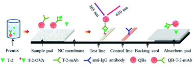 Graphical abstract: Immunochromatographic assay for T-2 toxin based on luminescent quantum dot beads