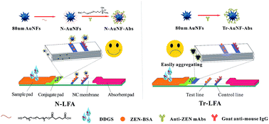 Graphical abstract: An amphiphilic-ligand-modified gold nanoflower probe for enhancing the stability of lateral flow immunoassays in dried distillers grains