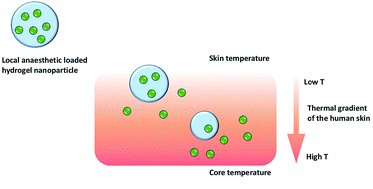 Graphical abstract: Engineering hydrogel nanoparticles to enhance transdermal local anaesthetic delivery in human eyelid skin