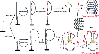 Graphical abstract: Highly sensitive and specific screening of EGFR mutation using a PNA microarray-based fluorometric assay based on rolling circle amplification and graphene oxide