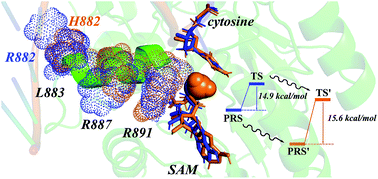 Graphical abstract: Understanding the R882H mutation effects of DNA methyltransferase DNMT3A: a combination of molecular dynamics simulations and QM/MM calculations