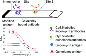 Graphical abstract: Rapid screening and quantification of multi-class antibiotic pollutants in water using a planar waveguide immunosensor