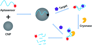 Graphical abstract: Carbon nanoparticle-protected RNA aptasensor for amplified fluorescent determination of theophylline in serum based on nuclease-aided signal amplification