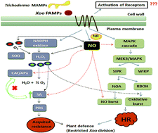 Graphical abstract: Trichoderma asperellum T42 induces local defense against Xanthomonas oryzae pv. oryzae under nitrate and ammonium nutrients in tobacco