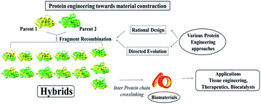Graphical abstract: Evolutionary approaches in protein engineering towards biomaterial construction