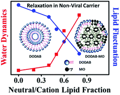 Graphical abstract: Probing relaxation dynamics of a cationic lipid based non-viral carrier: a time-resolved fluorescence study