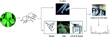 Graphical abstract: A novel strategy for the characterization of glaucocalyxin A metabolites in vivo and in vitro by UHPLC-Q-TOF-MS based on DDA and DIA data acquisitions