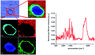 Graphical abstract: Label-free diagnostics and cancer surgery Raman spectra guidance for the human colon at different excitation wavelengths