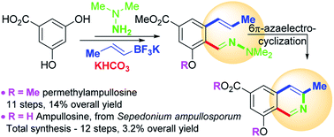 Graphical abstract: First total synthesis of ampullosine, a unique isoquinoline alkaloid isolated from Sepedonium ampullosporum, and of the related permethylampullosine