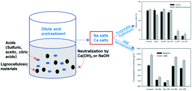 Graphical abstract: Effect of salts formed by neutralization for the enzymatic hydrolysis of cellulose and acetone–butanol–ethanol fermentation