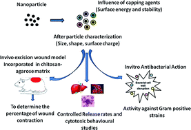 Graphical abstract: Effects and formulation of silver nanoscaffolds on cytotoxicity dependent ion release kinetics towards enhanced excision wound healing patterns in Wistar albino rats