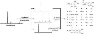 Graphical abstract: Preparative separation of seven phenolic acids from Xanthii Fructus using pH-zone-refining counter-current chromatography combined with semi-preparative high performance liquid chromatography