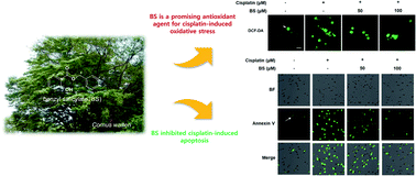 Graphical abstract: Benzyl salicylate from the stems and stem barks of Cornus walteri as a nephroprotective agent against cisplatin-induced apoptotic cell death in LLC-PK1 cells