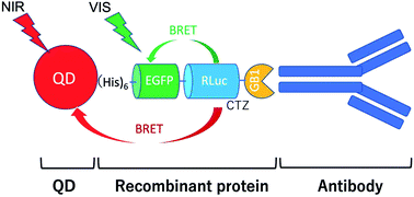 Graphical abstract: BRET based dual-colour (visible/near-infrared) molecular imaging using a quantum dot/EGFP–luciferase conjugate