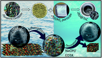 Graphical abstract: Tinospora cordifolia derived biomass functionalized ZnO particles for effective removal of lead(ii), iron(iii), phosphate and arsenic(iii) from water