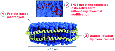 Graphical abstract: A supramolecular hydrophobic guest transport system based on a biological macrocycle