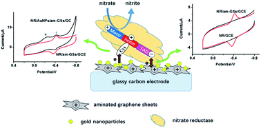 Graphical abstract: The direct electrochemistry and bioelectrocatalysis of nitrate reductase at a gold nanoparticles/aminated graphene sheets modified glassy carbon electrode