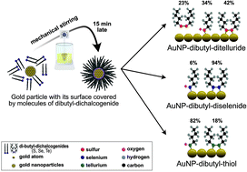 Graphical abstract: Stability of di-butyl-dichalcogenide-capped gold nanoparticles: experimental data and theoretical insights