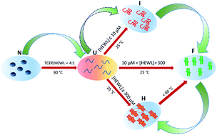 Graphical abstract: The physical basis of fabrication of amyloid-based hydrogels by lysozyme